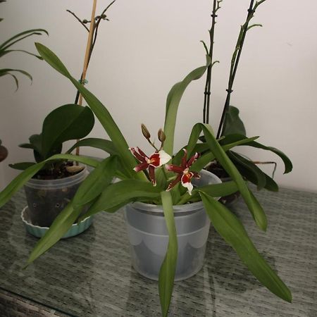 Апартаменты House Of Orchids With Patio Вила-Реал-ди-Санту-Антониу Экстерьер фото